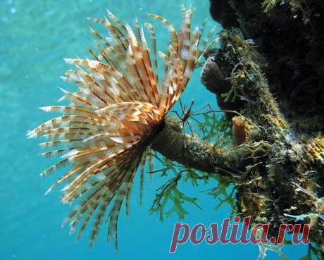 Прекрасные и удивительные коралловые рифы / Туристический спутник