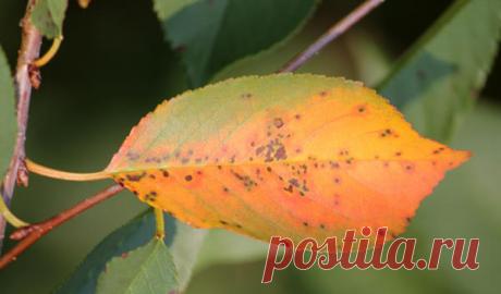 Вишня обыкновенная и войлочная: обрезка и уход, посадка