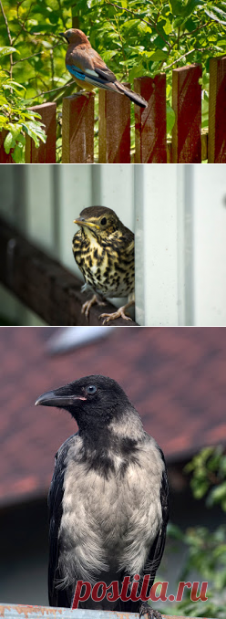 Фотопутешествия: Лето. Птицы