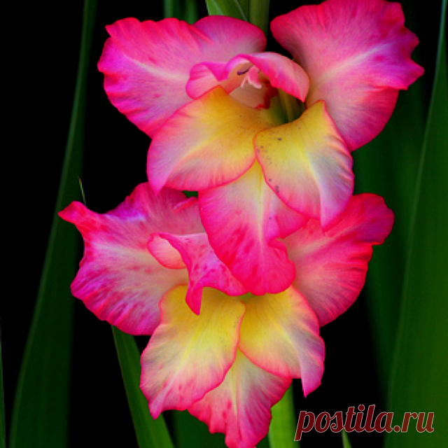 Гладиолусы: выращивание, уход и как сохранить в зимний период - Садоводка