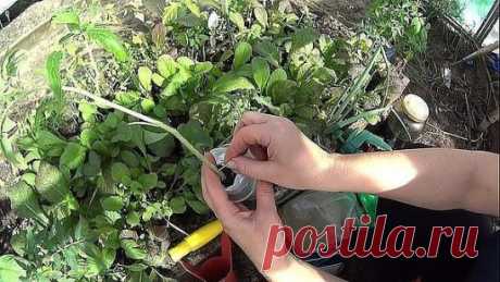 ПОМИДОРНАЯ НАУКА. ВАРИАНТЫ ФОРМИРОВАНИЯ ТОМАТНЫХ КУСТОВ
Сохраните, чтобы не потерять!
Разбираемся с разными вариантами формирования томатных кустов
Как получить хороший урожай?
Когда читаешь статьи о пасынковании томатов, кажется, что они написаны на китайском языке. Вот, к примеру: «детерминантные томаты формируют с переводом точки роста на боковой побег». Буквы вроде русские, а смысл уловить практически невозможно. Нет, специалист, конечно, сразу поймет, о чем речь, а вот рядовые дачники пр