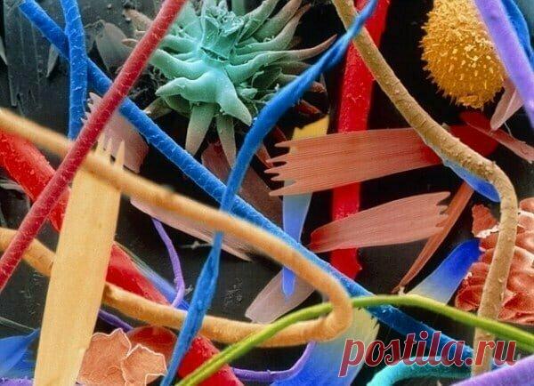 Обычные вещи под микроскопом выглядят как фантастический мир) | PRO ART | Яндекс Дзен