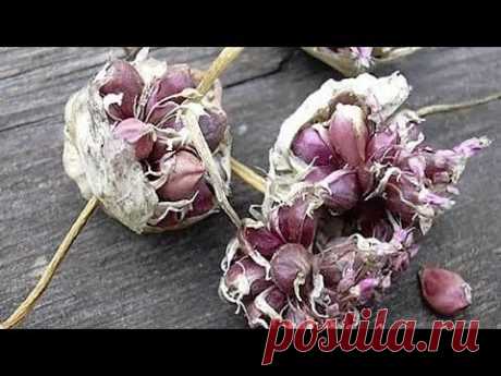 245. Как вырастить чеснок из бульбочек