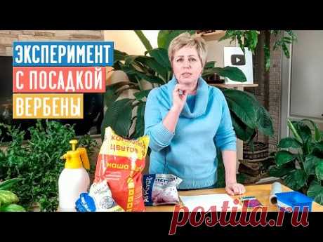 СЕЗОН 2020: СЕЕМ ВЕРБЕНУ - сроки посадки, состав грунта, ЭКСПЕРИМЕНТ / Садовый гид