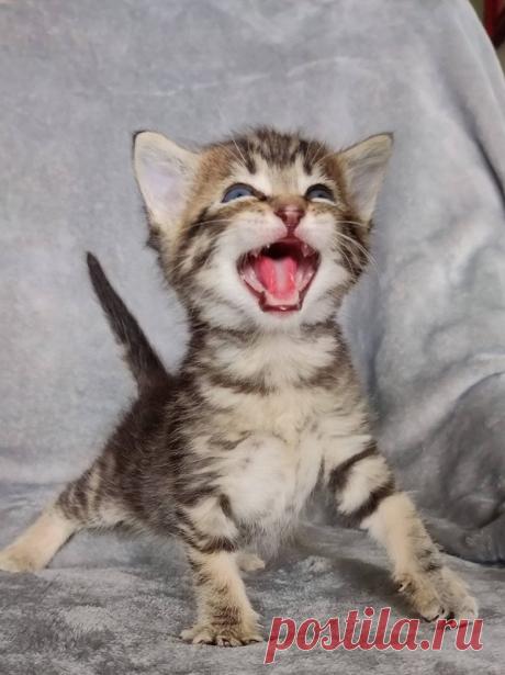 Драматические актёры из мира животных / Питомцы