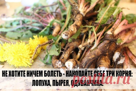 Киста исчезла. Старинный рецепт, состоящий из шести настоек поможет приостановить заболевание щитовидной железы. | Бабушка Рада | Яндекс Дзен