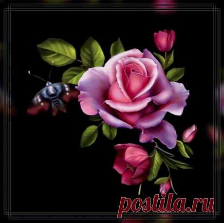 Схема вышивки «Роза в черном.» - Вышивка крестом