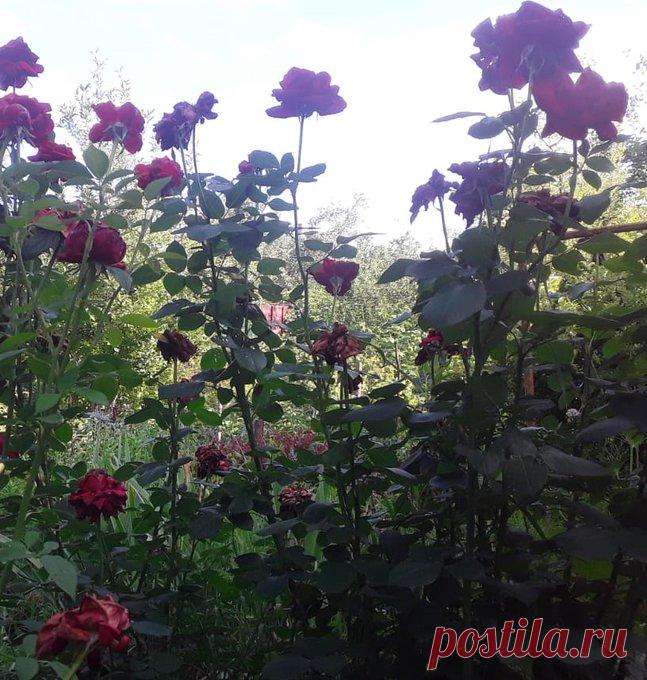 Я пью тебя, пленительная жизнь,
Глазами, сердцем, вздохами и кожей.
Казалось бы, что все — одно и то же,
Как совершенно точный механизм.
Но как мы ошибаемся  —  о, Боже!..

© Марина Цветаева