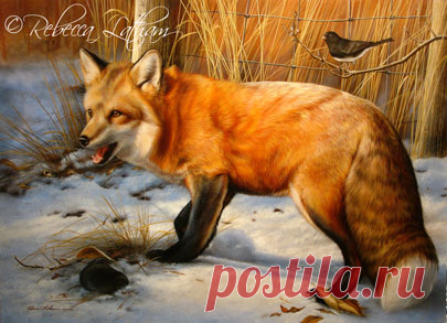 Завершенная картина — рыжая лиса, луговая полевка и юнко | Картины дикой природы и природы Ребекки Лэтэм