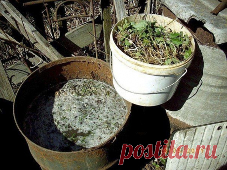 ДЕЛАЕМ УДОБРЕНИЕ ИЗ ОДУВАНЧИКОВ