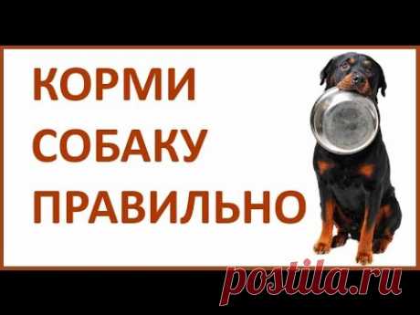 Питание собаки. Чем кормить собаку / щенка. Натуральный рацион.