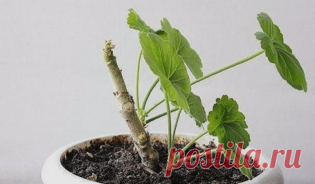 КОЕ ЧТО НОВОЕ О ПЕЛАРГОНИИ!
Сохрани шпаргалку, поделись с одноклассниками!

Как только световой день начинает понемногу увеличиваться, пеларгонии энергично трогаются в рост. Если вы хотите, чтобы кустик пеларгонии стал пышным, начинайте его формировать сейчас.

Обрезку пеларгонии нужно делать острым ножом. Обрезают или укорачивают все побеги, оставляя на них по 3 наклевывающихся побега. Обратите внимание, чтобы все побеги были направлены в разные стороны, а не в середину, ...