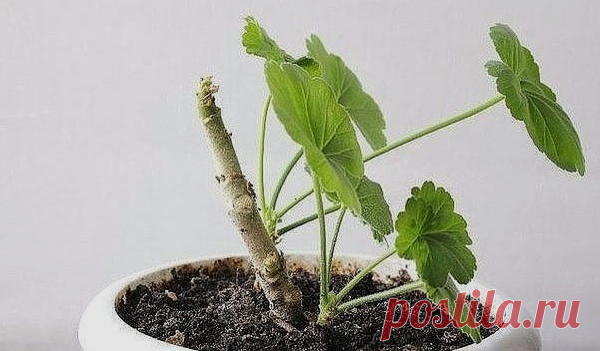 КОЕ ЧТО НОВОЕ О ПЕЛАРГОНИИ!
Сохрани шпаргалку, поделись с одноклассниками!

Как только световой день начинает понемногу увеличиваться, пеларгонии энергично трогаются в рост. Если вы хотите, чтобы кустик пеларгонии стал пышным, начинайте его формировать сейчас.

Обрезку пеларгонии нужно делать острым ножом. Обрезают или укорачивают все побеги, оставляя на них по 3 наклевывающихся побега. Обратите внимание, чтобы все побеги были направлены в разные стороны, а не в середину, ...