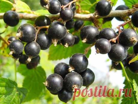 Правильный уход за смородиной