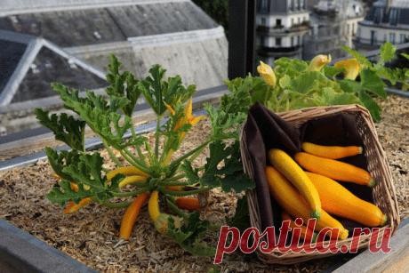 6 превращений кабачка для зимнего стола Едва ли не с первого и до последнего дня лета нас неизменно радуют кабачки. Скромные и неприхотливые, они старательно набирают вес и «строго поддерживают» свою низкую калорийность, многие годы оставаясь […]