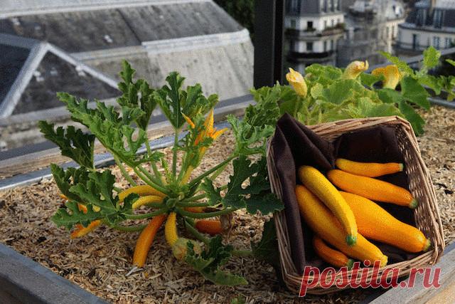 6 превращений кабачка для зимнего стола Едва ли не с первого и до последнего дня лета нас неизменно радуют кабачки. Скромные и неприхотливые, они старательно набирают вес и «строго поддерживают» свою низкую калорийность, многие годы оставаясь […]