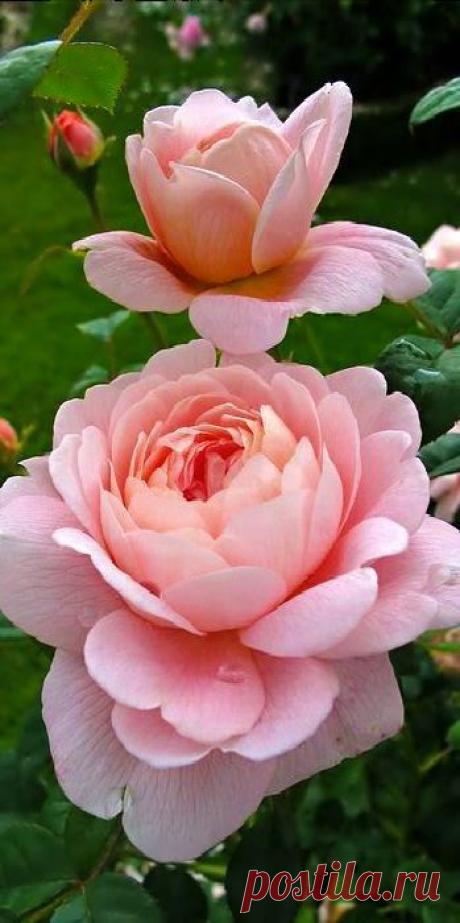 Queen of Sweden Roses | ChristianCrystals.com приколол(а) это к доске Roses