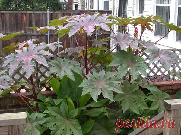 Клещевина: выращивание из семян, когда сажать - подробные пошаговые инструкции!