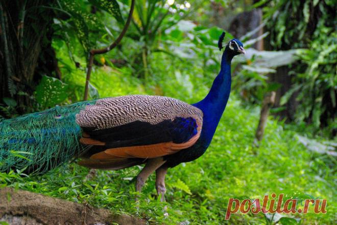 Парк птиц Куала-Лумпур