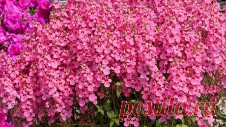 Супер цветок с обильным цветением весь сезон! | GardenLife | Дзен