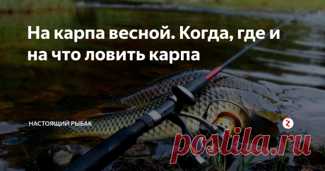 На карпа весной. Когда, где и на что ловить карпа Многочисленные негативные отзывы о рыбалке на карпа весной, вызывают недоумение. Ведь в это время есть шанс полюбоваться на довольно крупные экземпляры, проявить сноровку и подтвердить гордое звание рыбака.
А как же азарт? Ведь весь смысл заключается в умении найти способ выловить самую трудноуловимую. Некоторые любители, вообще следуют принципу «поймать интересно тогда, когда все остальные отчаял