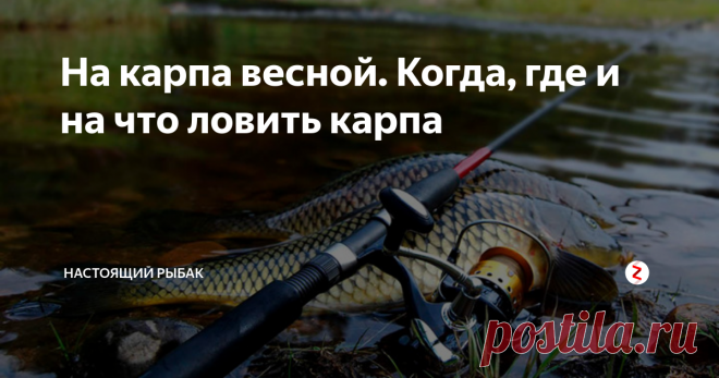 На карпа весной. Когда, где и на что ловить карпа Многочисленные негативные отзывы о рыбалке на карпа весной, вызывают недоумение. Ведь в это время есть шанс полюбоваться на довольно крупные экземпляры, проявить сноровку и подтвердить гордое звание рыбака.
А как же азарт? Ведь весь смысл заключается в умении найти способ выловить самую трудноуловимую. Некоторые любители, вообще следуют принципу «поймать интересно тогда, когда все остальные отчаял