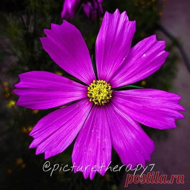 Photo by picture therapy in Kulgam. La imagen puede contener: flor, planta y naturaleza