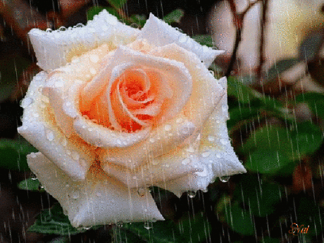 ༻🌸༺ •°”°• ПОГУЛЯЙ ПО РАДУГЕ •°”°•༻🌸༺ - Группы Мой Мир