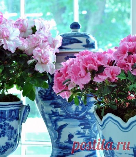 Скажите «нет»: какие комнатные растения нельзя держать в доме?