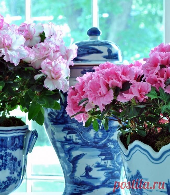 Скажите «нет»: какие комнатные растения нельзя держать в доме?