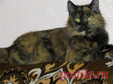 любимица хозяина.