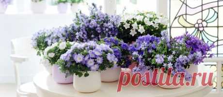 Кампанула.Жених и невеста