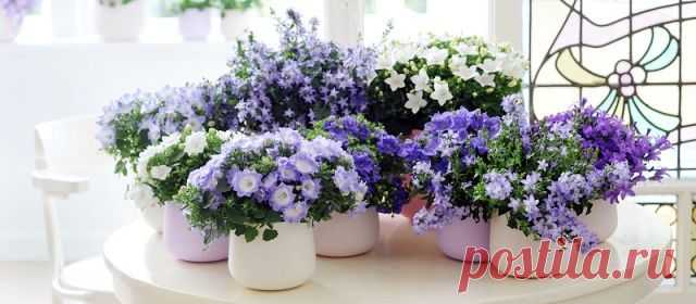 Кампанула.Жених и невеста