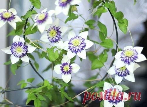 Клематисы... в доме