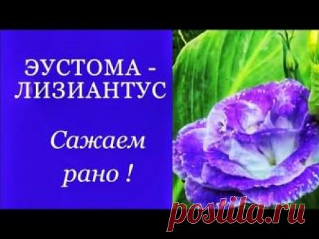 ПОСАДИМ ЭУСТОМУ РАНО !!! ДЕКАБРЬ, ЯНВАРЬ. ТУГОДУМЫ.