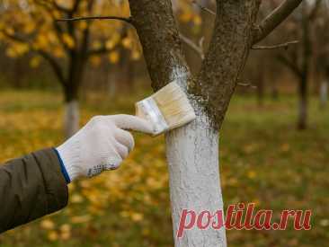 уход за садом осенью -подготовка огорода к зиме