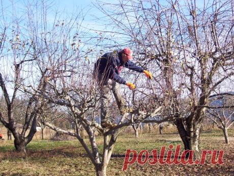 4 основные ошибки при обрезке деревьев. Как избежать неудач?