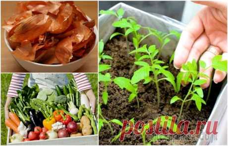 12 советов, которые помогут грамотно организовать грядки и существенно повысить урожайность