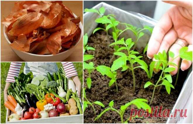 12 советов, которые помогут грамотно организовать грядки и существенно повысить урожайность