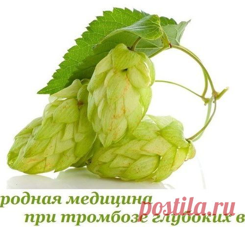 Хмель, каштан, яблоки и мед при тромбозе глубоких вен