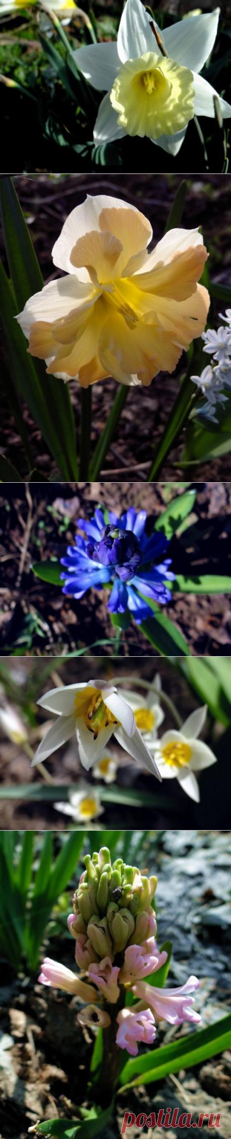 Очарование весеннего сада | Фотоискусство