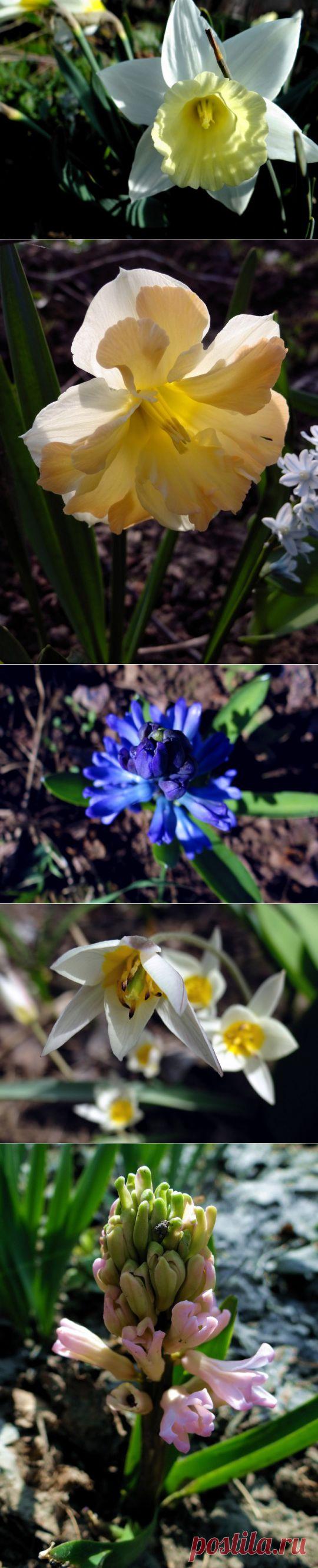 Очарование весеннего сада | Фотоискусство