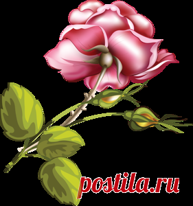 Цветы рисованные - Цветы клипарт - Кира-скрап - клипарт и рамки на прозрачном фоне