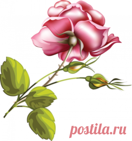 Цветы рисованные - Цветы клипарт - Кира-скрап - клипарт и рамки на прозрачном фоне