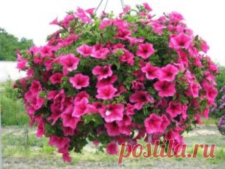 Как добиться, чтобыпышным &quot;шариком&quot;
Петунии - одни из самых популярных однолетних цветов во всем мире. И это неудивительно, ведь они восхитительно красивы. На сегодняшний день существует масса сортов этой «королевы клумбы», отличающихся высотой кустиков, огромным разнообразием оттенков и размером цветков...Что делать, чтобы петуния выглядела более пышно, чтобы она смотрелась цветущим шаром? Конечно, ПРИЩИПЫВАТЬ!!!! Но: Как прищипывать петунии? Где именно прищипнуть, все ли стебли