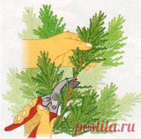 Метод размножения хвойных растений черенками | Делаем сами