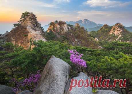 Flowers blooming on the rocks. Фотограф 류재윤