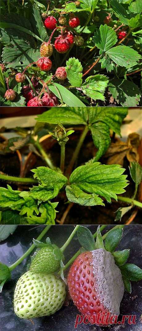 Болезни и вредители земляники и борьба с ними.