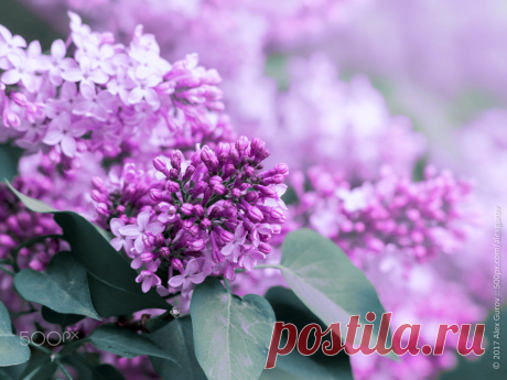 lilac / 500px