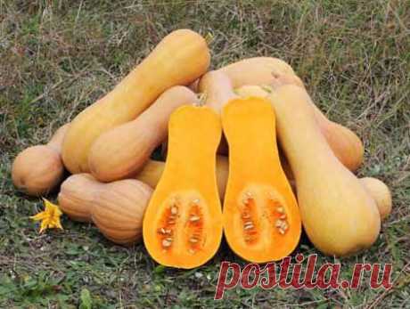 Тыквенные семечки от глистовКрасота и здоровье | Красота и здоровье